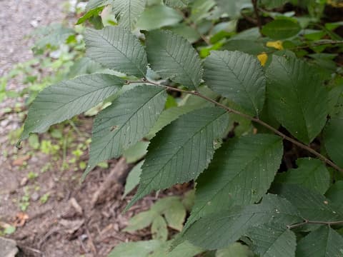 Slippery elm (Ulmus rubra) branch of rough, toothed, dark green leaves in summer