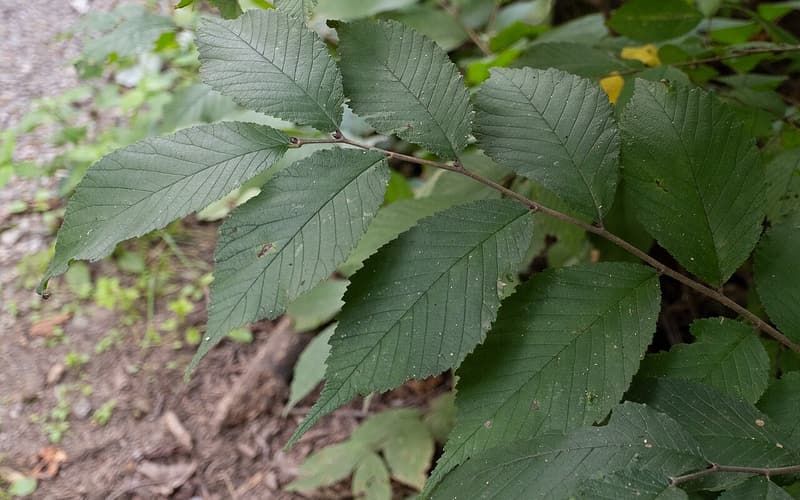 Slippery elm (Ulmus rubra) branch of rough, toothed, dark green leaves in summer