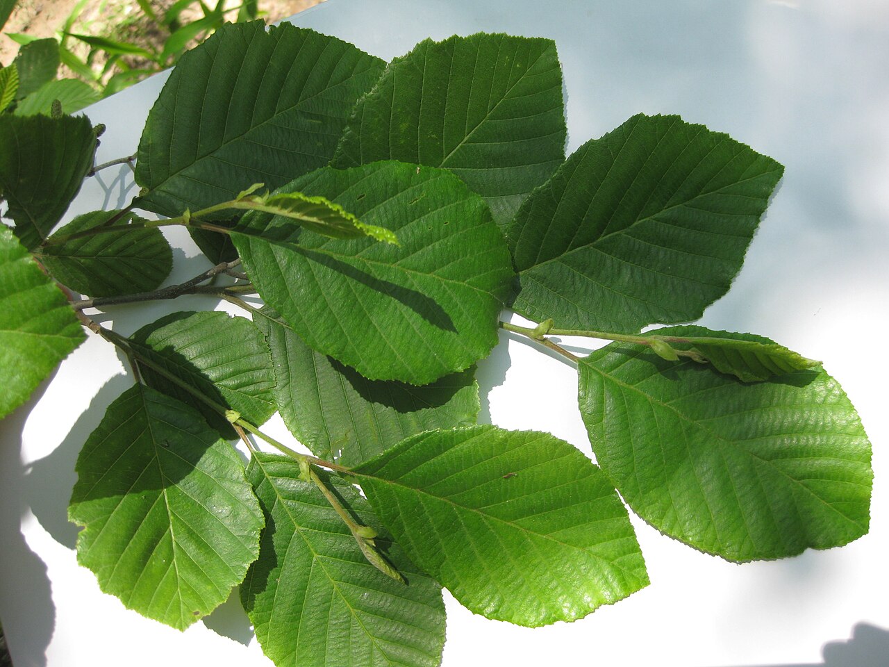Smooth Alder (Swamp Alder) (Alnus serrulata)