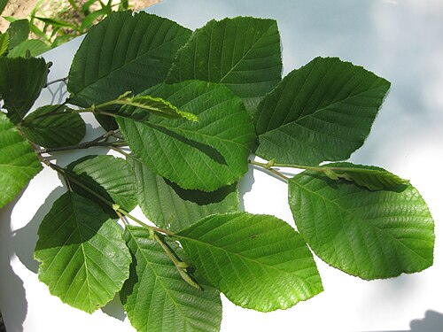 Smooth Alder (Swamp Alder) (Alnus serrulata)