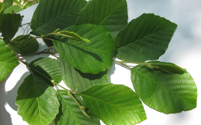 Smooth alder (Alnus serrulata) toothed oval leaves in summer