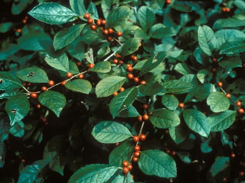 Smooth winterberry (Ilex laevigata) orange-red berries along the stems among glossy leaves