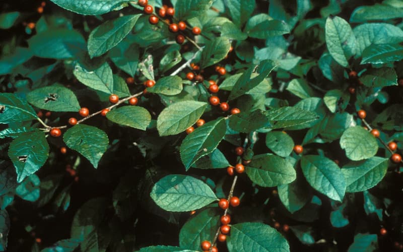 Smooth winterberry (Ilex laevigata) orange-red berries along the stems among glossy leaves