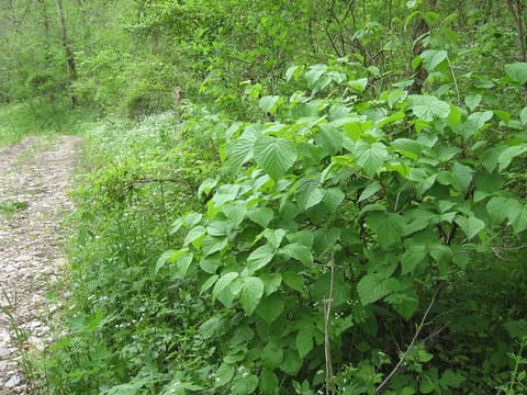 Softleaf arrowwood (Viburnum molle) shrub with broad toothed leaves beside a wooded creek trail