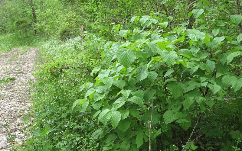 Softleaf arrowwood (Viburnum molle) shrub with broad toothed leaves beside a wooded creek trail