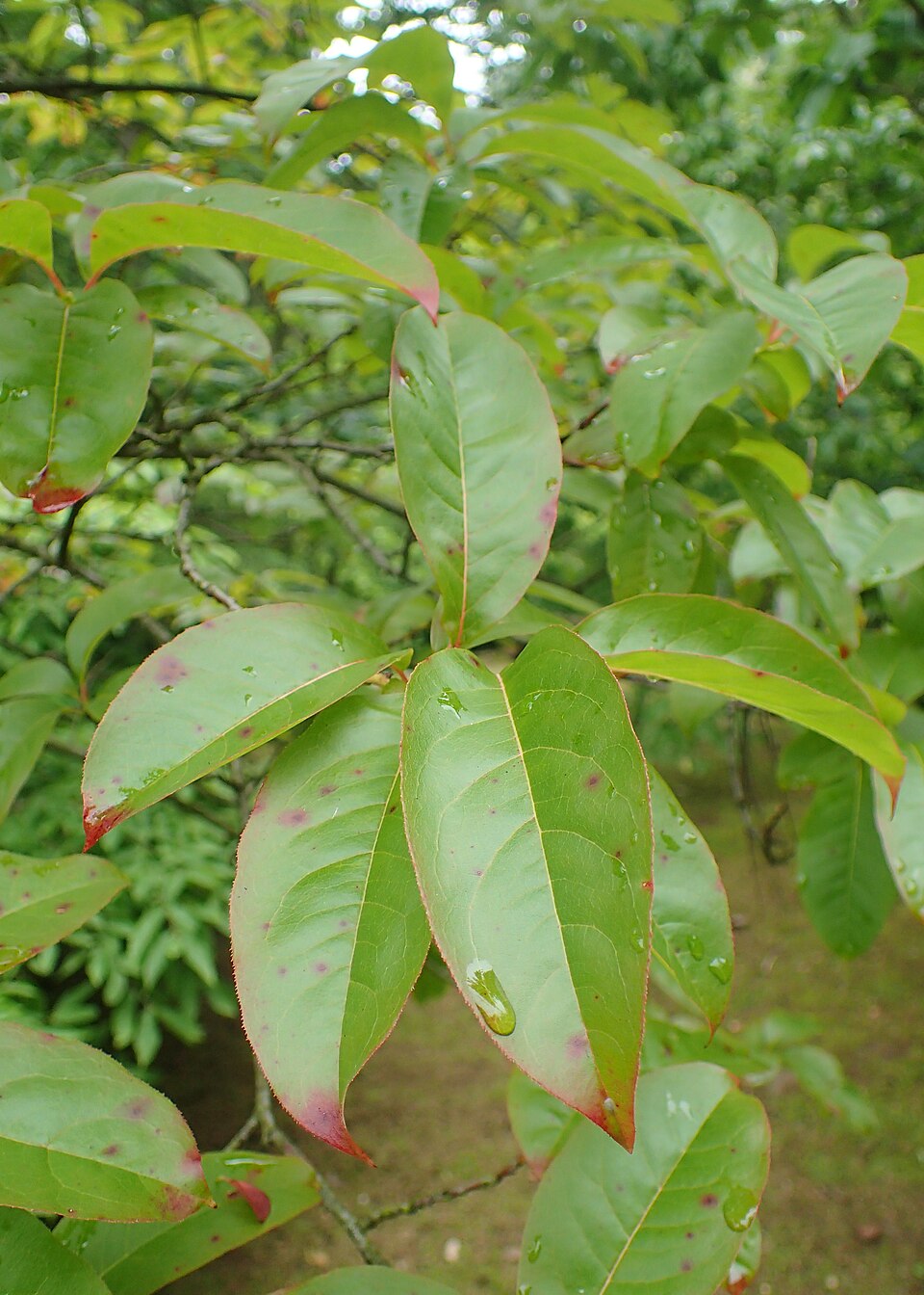 Sourwood (Oxydendrum arboreum)