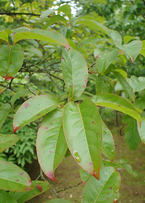 Sourwood (Oxydendrum arboreum)