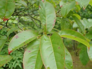 Sourwood (Oxydendrum arboreum) long glossy leaves in summer