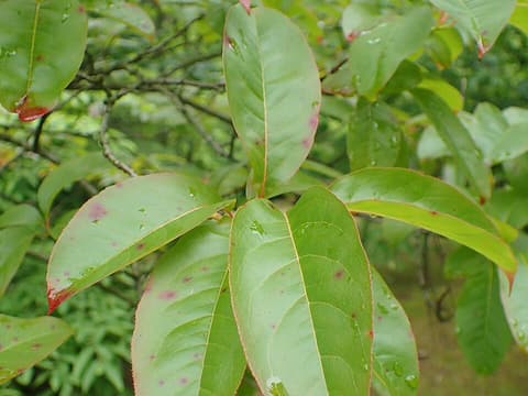Sourwood (Oxydendrum arboreum) long glossy leaves in summer