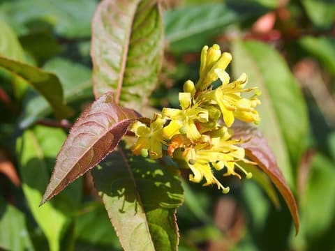 Southern bush-honeysuckle (Diervilla sessilifolia) sulfur-yellow trumpet flowers among red-tinged leaves