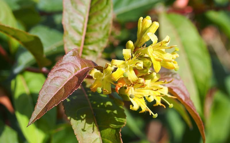 Southern bush-honeysuckle (Diervilla sessilifolia) sulfur-yellow trumpet flowers among red-tinged leaves
