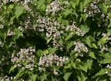 Southern catalpa (Catalpa bignonioides) white flower clusters spotted purple among large leaves