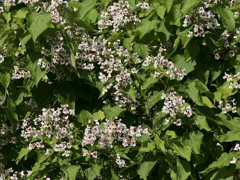 Southern catalpa (Catalpa bignonioides) white flower clusters spotted purple among large leaves