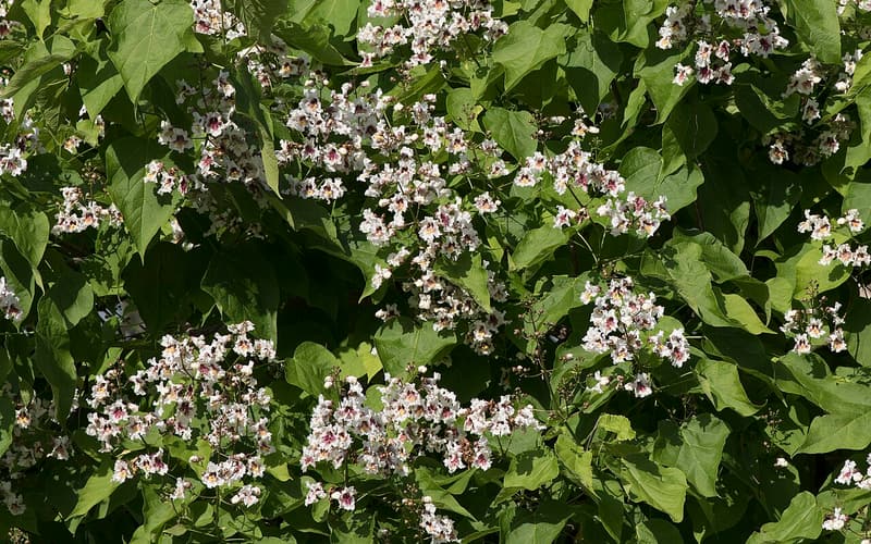 Southern catalpa (Catalpa bignonioides) white flower clusters spotted purple among large leaves