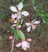 Southern crabapple (Malus angustifolia) pink blossoms and buds among narrow green leaves in spring