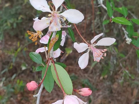 Southern crabapple (Malus angustifolia) pink blossoms and buds among narrow green leaves in spring