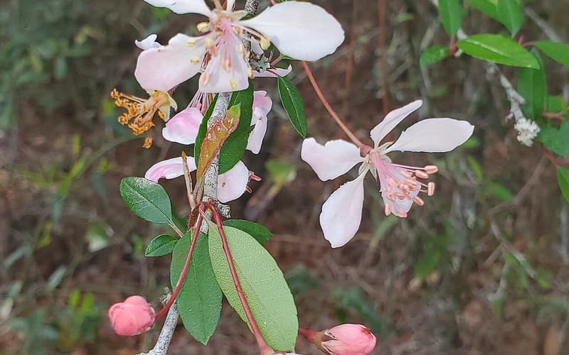 Southern crabapple (Malus angustifolia) pink blossoms and buds among narrow green leaves in spring
