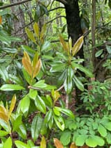 Southern magnolia (Magnolia grandiflora) in May, glossy evergreen leaves and a flush of bronze new growth beside a dark trunk