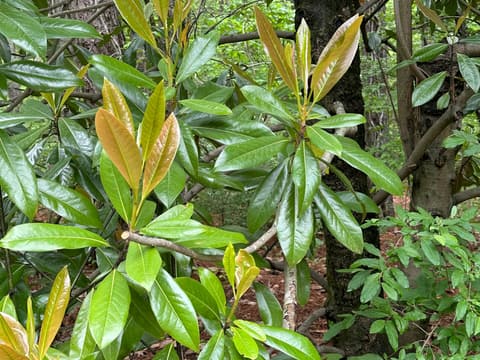 Southern magnolia (Magnolia grandiflora) in May, glossy evergreen leaves and a flush of bronze new growth