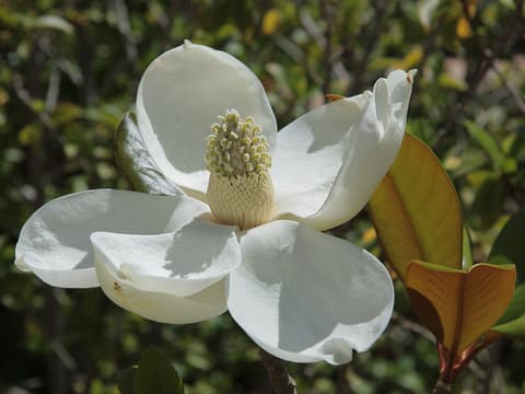 Southern magnolia (Magnolia grandiflora) open white flower beside a leaf with a rusty underside