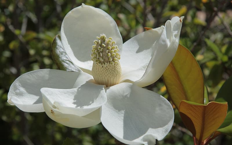 Southern magnolia (Magnolia grandiflora) open white flower beside a leaf with a rusty underside