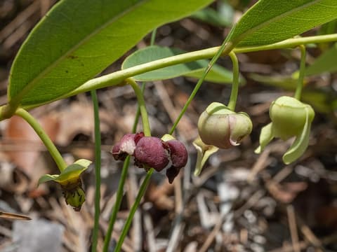 Southern pawpaw (Asimina pygmea) nodding maroon flowers and green buds beneath leathery leaves