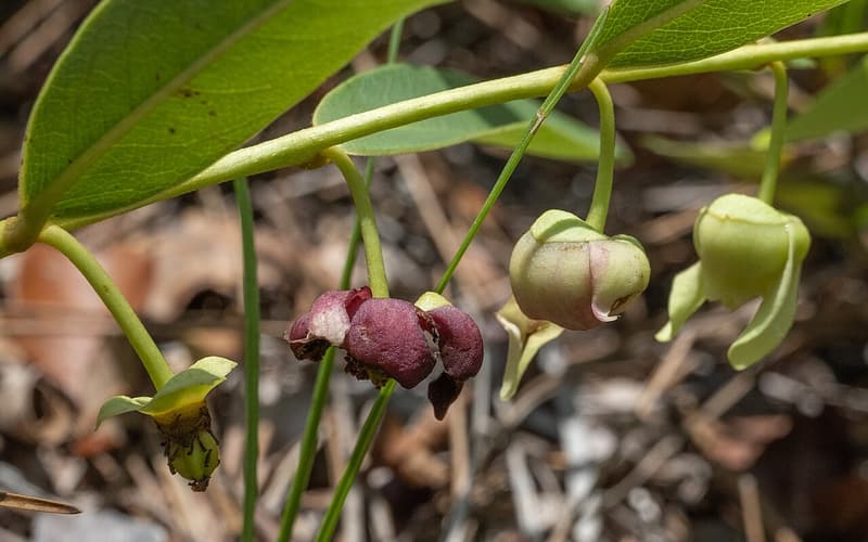 Southern pawpaw (Asimina pygmea) nodding maroon flowers and green buds beneath leathery leaves