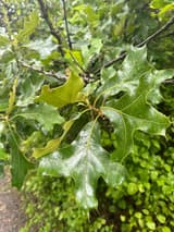 Southern red oak (Quercus falcata) branch in mid-May with glossy rain-wet leaves whose pointed lobes end in bristles