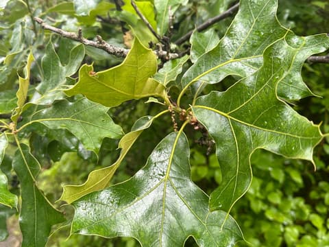 Southern Red Oak