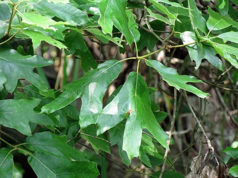 Southern red oak (Quercus falcata) three-lobed leaves with long, narrow middle lobes