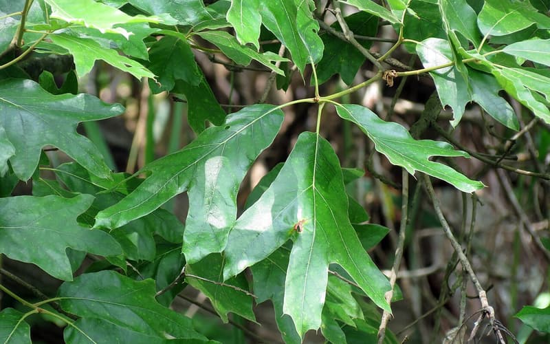 Southern red oak (Quercus falcata) three-lobed leaves with long, narrow middle lobes