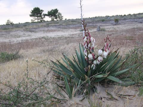 Spanish dagger (Yucca gloriosa) sword-leaved rosette with a spike of white bells on a sandy dune