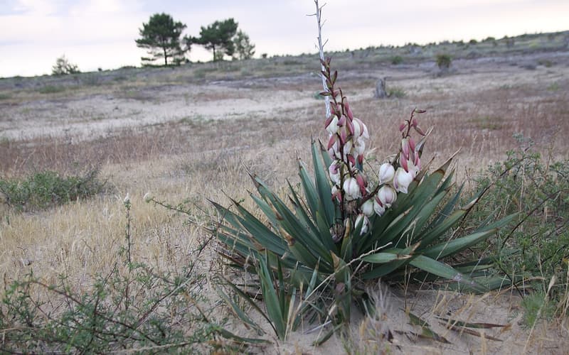 Spanish dagger (Yucca gloriosa) sword-leaved rosette with a spike of white bells on a sandy dune
