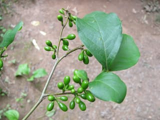 Spicebush (Lindera benzoin) green unripe berries along a twig