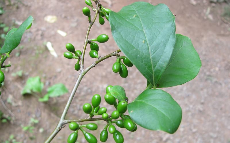 Spicebush (Lindera benzoin) green unripe berries along a twig