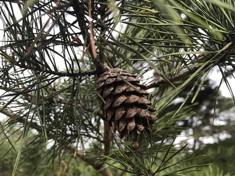 Spruce pine (Pinus glabra) small brown cone among slender paired needles on a branch