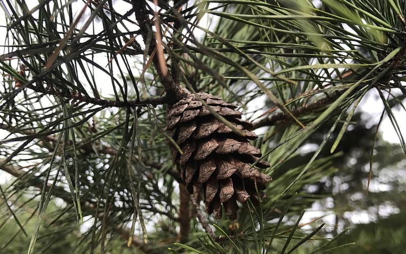Spruce pine (Pinus glabra) small brown cone among slender paired needles on a branch