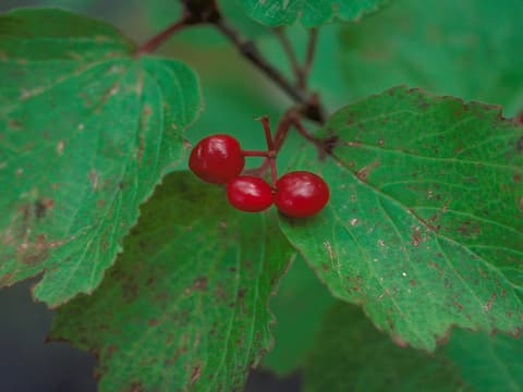 Squashberry (Viburnum edule) three glossy red fruits among toothed, lobed green leaves