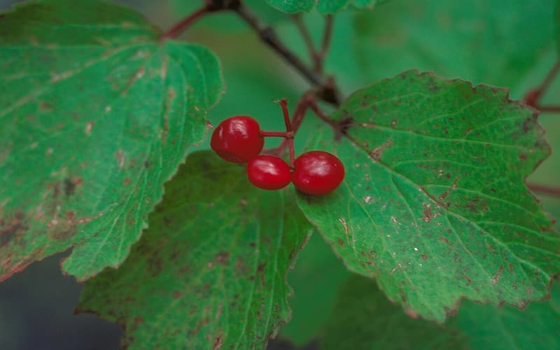 Squashberry (Viburnum edule) three glossy red fruits among toothed, lobed green leaves