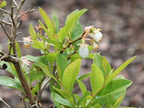 Staggerbush (Lyonia mariana) branch with nodding white bell flowers among fresh leaves