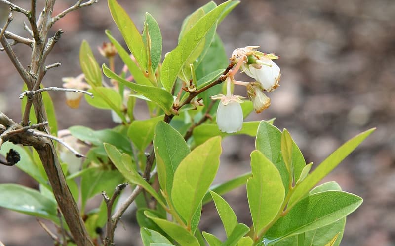 Staggerbush (Lyonia mariana) branch with nodding white bell flowers among fresh leaves