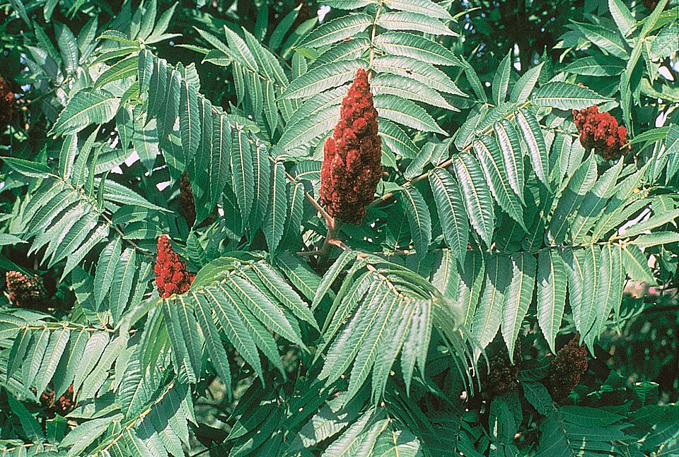 Staghorn Sumac (Rhus typhina)
