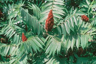 Staghorn sumac (Rhus typhina) red fruit cones above pinnate leaves