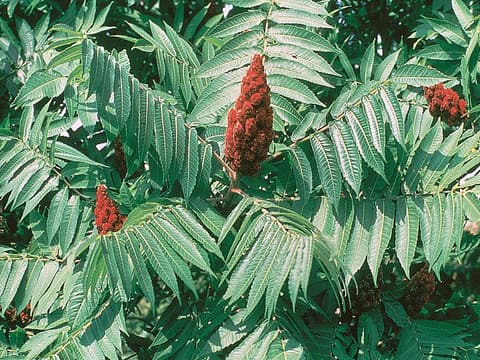 Staghorn sumac (Rhus typhina) red fruit cones above pinnate leaves