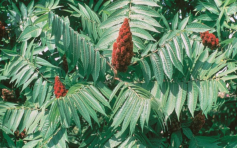 Staghorn sumac (Rhus typhina) red fruit cones above pinnate leaves