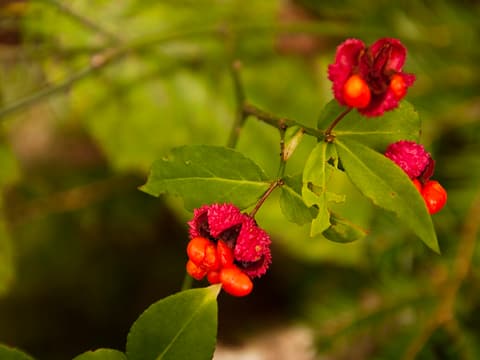 Strawberry bush (Euonymus americanus) open pink capsules showing orange-red seeds on a leafy twig