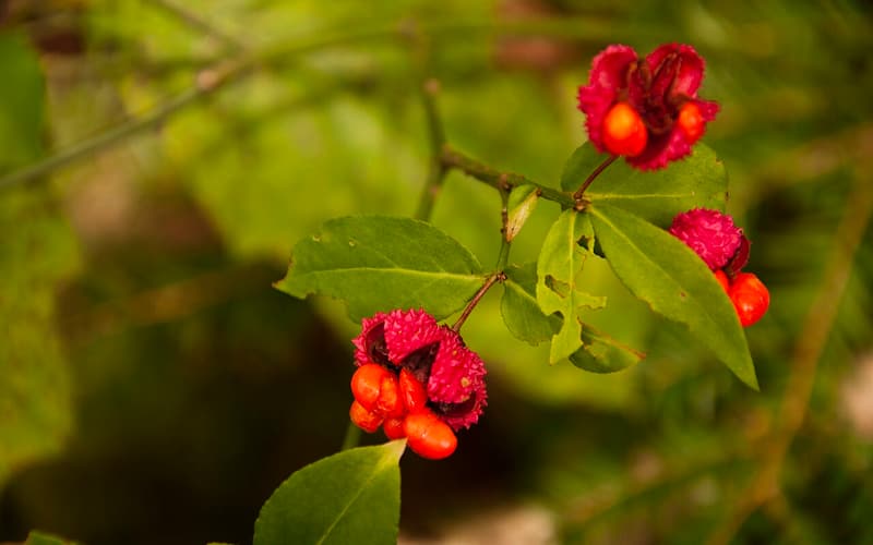 Strawberry bush (Euonymus americanus) open pink capsules showing orange-red seeds on a leafy twig