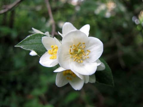 Streambank mock orange (Philadelphus hirsutus) white flowers with yellow stamens beside a hairy leaf