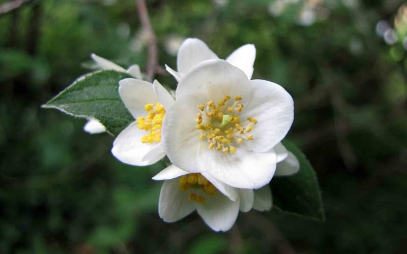 Streambank mock orange (Philadelphus hirsutus) white flowers with yellow stamens beside a hairy leaf