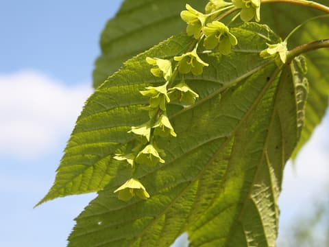 Striped maple (Acer pensylvanicum) strings of yellow-green flower bells beneath a large leaf